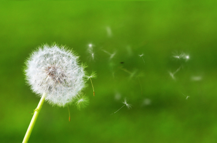 Life Reverberates Like A Dandelion Blowing In The Wind